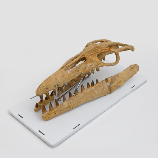 Fossilised Skull of Prehistoric Marine Reptile the Mosasaur - Image 3