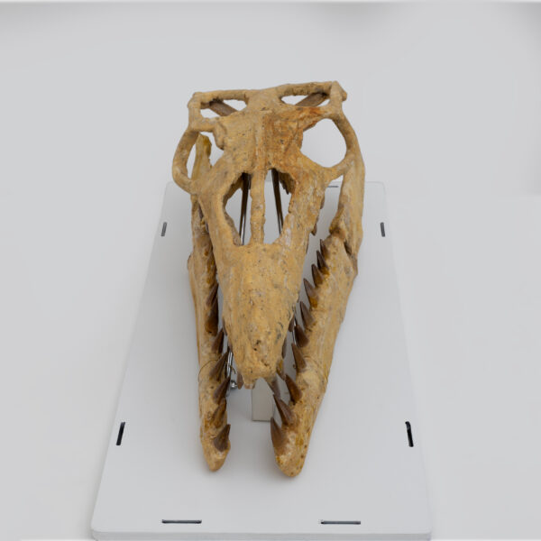 Fossilised Skull of Prehistoric Marine Reptile the Mosasaur - Image 4