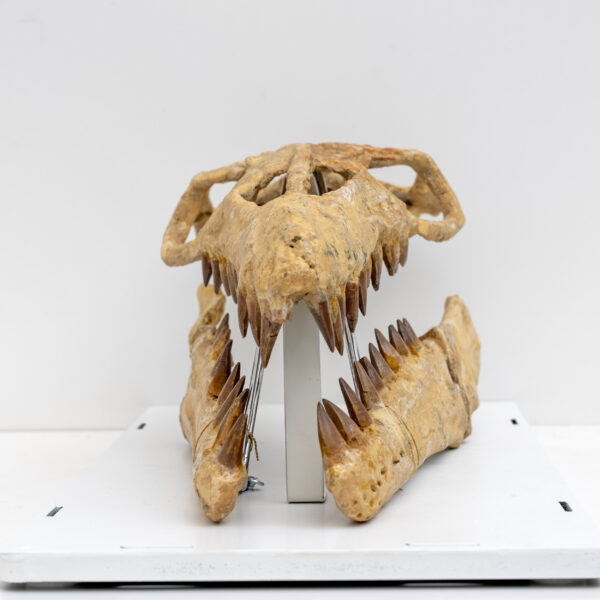 Fossilised Skull of Prehistoric Marine Reptile the Mosasaur - Image 5