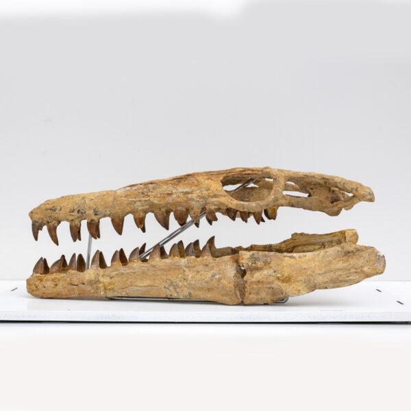 Fossilised Skull of Prehistoric Marine Reptile the Mosasaur - Image 7