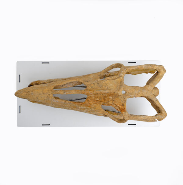 Fossilised Skull of Prehistoric Marine Reptile the Mosasaur - Image 9