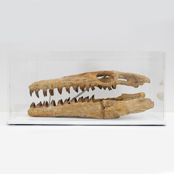 Fossilised Skull of Prehistoric Marine Reptile the Mosasaur - Image 10